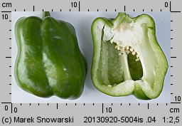 Capsicum annuum (papryka roczna)