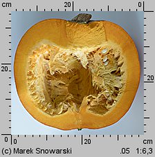 Cucurbita maxima Bambino