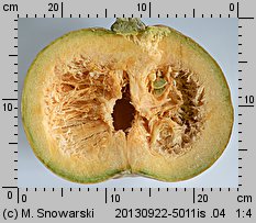 Cucurbita pepo (dynia zwyczajna)