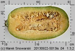 Cucurbita pepo (dynia zwyczajna)