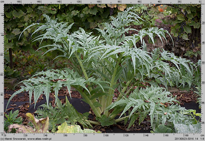 Cynara cardunculus (kard)