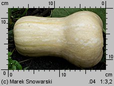 Cucurbita moschata (dynia piżmowa)