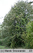 Vitis vinifera ssp. vinifera (winorośl właściwa typowa)