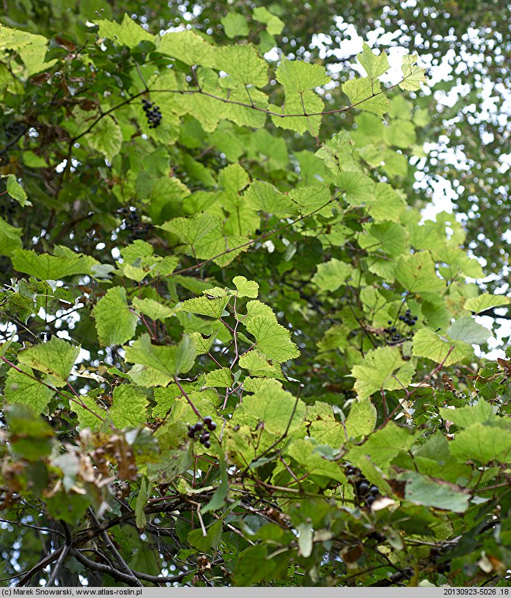 Vitis vinifera ssp. vinifera (winorośl właściwa typowa)