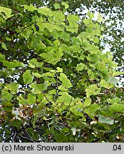 Vitis vinifera ssp. vinifera (winorośl właściwa typowa)