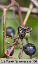 Vitis vinifera ssp. vinifera (winorośl właściwa typowa)