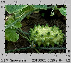 Cucumis metuliferus (kiwano)