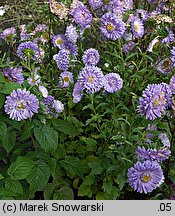 Callistephus chinensis (aster chiński)