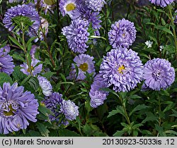 Callistephus chinensis (aster chiński)