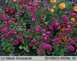 Callistephus chinensis (aster chiński)