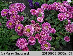 Callistephus chinensis (aster chiński)