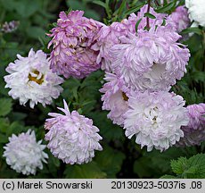 Callistephus chinensis (aster chiński)