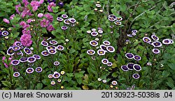 Callistephus chinensis (aster chiński)