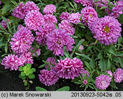 Callistephus chinensis (aster chiński)