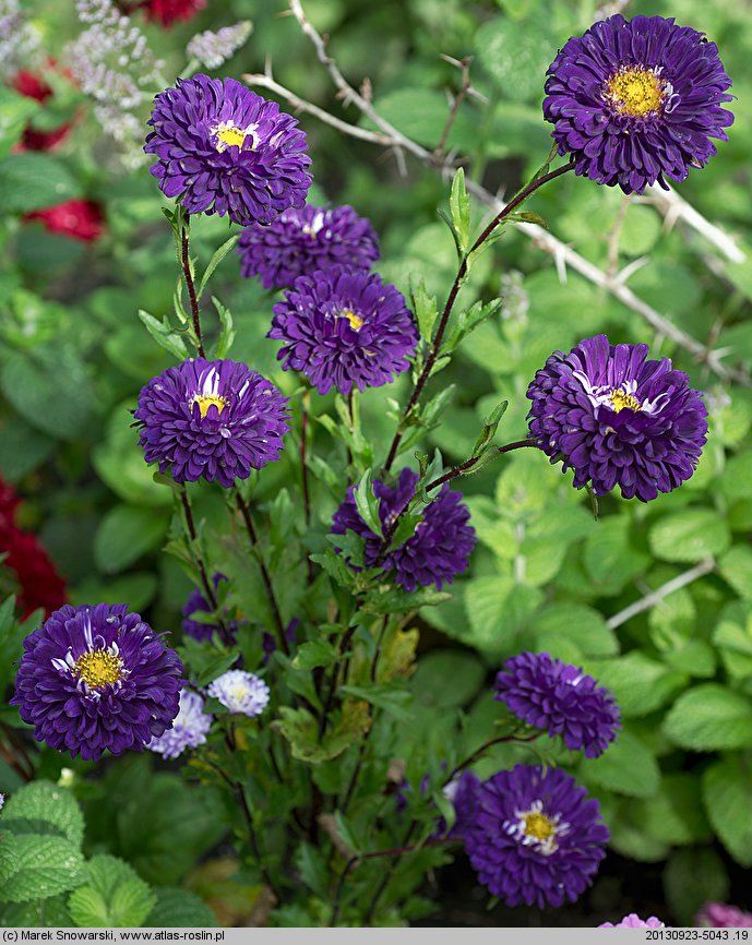 Callistephus chinensis (aster chiński)