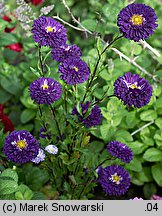 Callistephus chinensis (aster chiński)