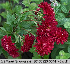 Callistephus chinensis (aster chiński)