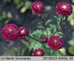 Callistephus chinensis (aster chiński)