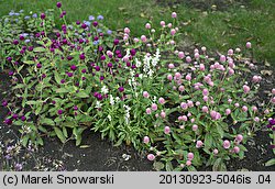 Gomphrena globosa (gomfrena kulista)