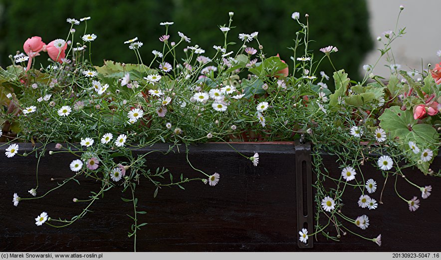 Erigeron karvinskianus (przymiotno Karwinskiego)