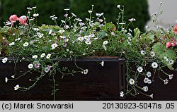 Erigeron karvinskianum (przymiotno Karwinskiego)