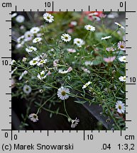 Erigeron karvinskianus (przymiotno Karwinskiego)