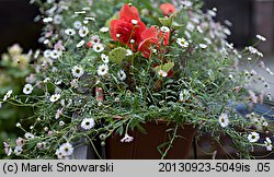 Erigeron karvinskianum (przymiotno Karwinskiego)