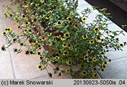 Sanvitalia procumbens (sanwitalia rozesłana)