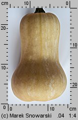 Cucurbita moschata (dynia piżmowa)