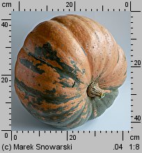 Cucurbita maxima Melonowa Żółta