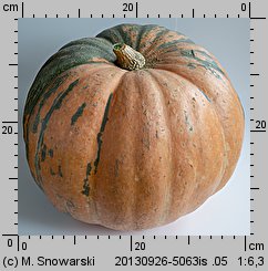 Cucurbita maxima Melonowa Żółta