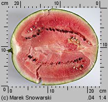 Citrullus lanatus (arbuz zwyczajny)