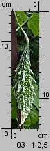 Momordica charantia (balsamka ogórkowata)