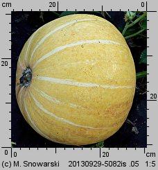 Cucurbita maxima Melonowa Żółta