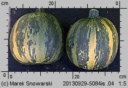 Cucurbita pepo (dynia zwyczajna)