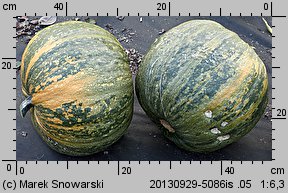 Cucurbita pepo (dynia zwyczajna)