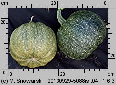 Cucurbita pepo (dynia zwyczajna)