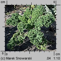 Brassica oleracea ssp. acephala var. sabellica (kapusta warzywna jarmuż)