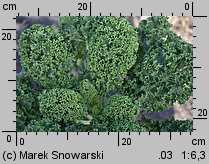 Brassica oleracea ssp. acephala var. sabellica (kapusta warzywna jarmuż)