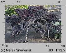 Brassica oleracea ssp. acephala var. sabellica (kapusta warzywna jarmuż)