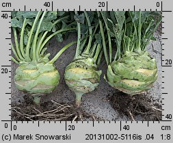 Brassica oleracea var. gongylodes (kapusta warzywna kalarepa)