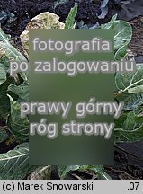 Brassica oleracea var. botrytis (kapusta warzywna kalafior)