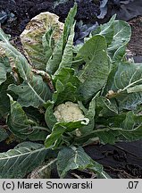 Brassica oleracea var. botrytis (kapusta warzywna kalafior)