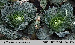 Brassica oleracea var. sabauda (kapusta włoska)