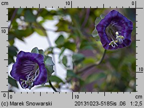 Cobaea scandens (kobea pnąca)