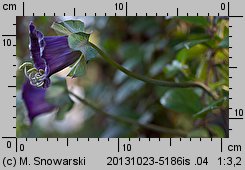 Cobaea scandens (kobea pnąca)