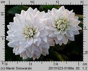 Dahlia hort. Silver Years