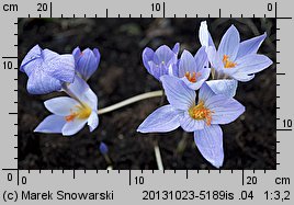 Crocus speciosus Conqueror