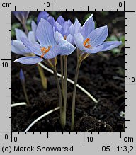 Crocus speciosus Conqueror