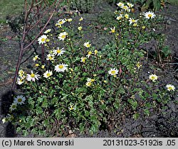 Arctanthemum arcticum (złocień arktyczny)